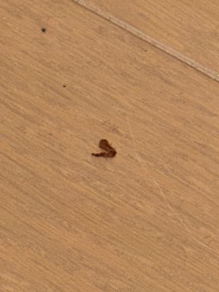 これ、何に見えますか？ 今まで毛糸の塊だと思っていたのですがよく見るとタランチュラのような形をした蜘蛛の脚に見えませんか？