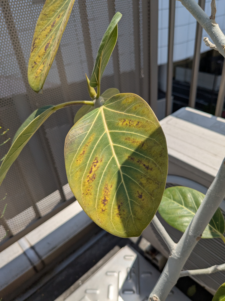 ユッカロストラータついて質問です。鉢植えのロストラータが ユッカロストラータついて質問です。鉢植えのロストラータが