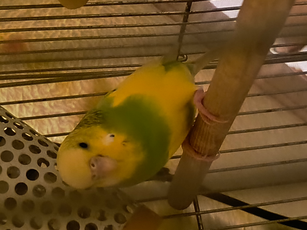 セキセイインコについての質問です インコはどのくらい飛ぶのが健康なんでしょうか うちのインコはいつもリビングを飛び回っているので運動不足では無いはずなんですが最近体重が 37から41に増えました、これは発情期だから ですか？それとも無精卵でしょうか…… インコはストレスがあると卵を産まない事があると聞きますだとしたらうちのインコは産まないと思うのですが、あ、別に虐待とかではなく 最近爪きりとか掃除機をかけたりとかでインコが びびり散らかしていたのでストレスだったと思います、 皆さんのインコは1日どのくらい飛びますか？ あとうちのインコは卵持っているのでしょうか 心配です………