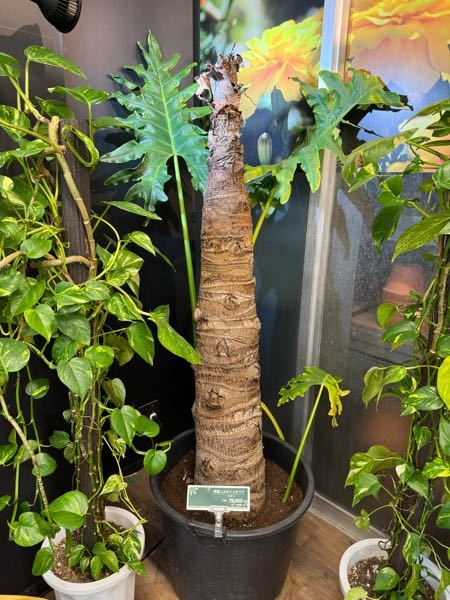 フェイジョア植え替えフェイジョアを地植えして1年経過しますが