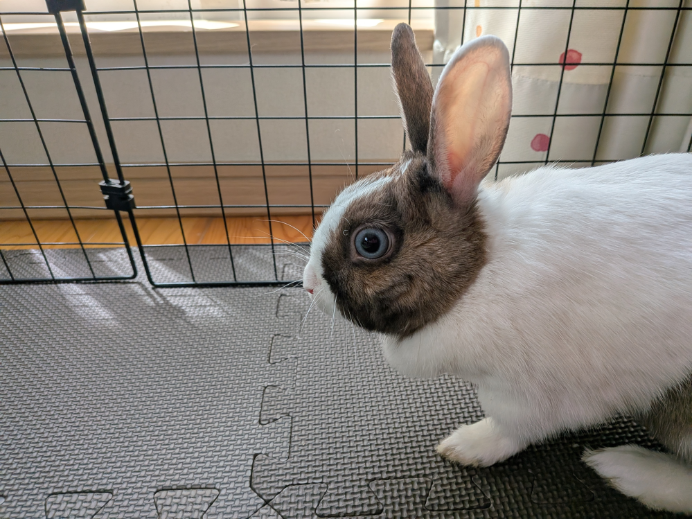 うさぎの目について質問です。 うさぎを保護して飼育しています。こういう目の子もいますか？（画像検索しても白目部分があるうさぎはあまりみかけないので）