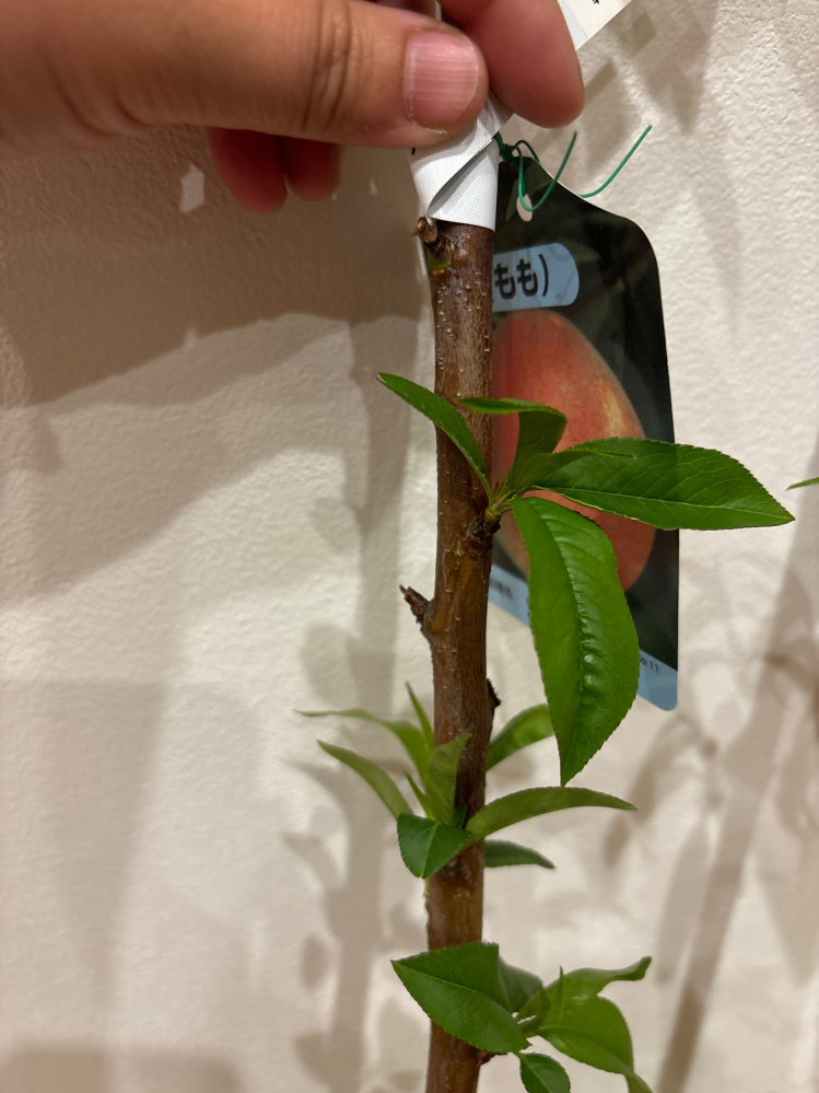 桃の木を買いました。枝が全て落とされていて葉っぱが出ています。もう