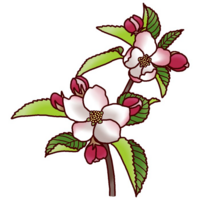 リンゴの花を一緒に楽しみたいアニメキャラ誰と楽しみたいですか？