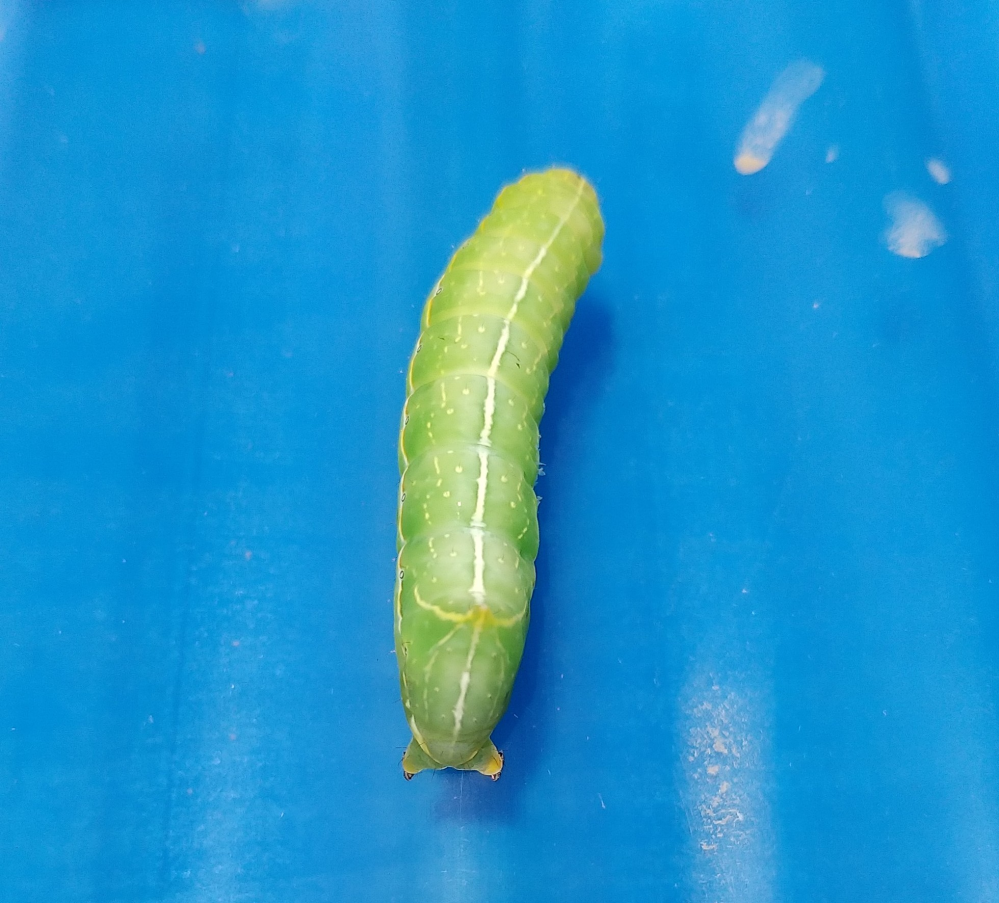虫画像注意 このイモムシは何の幼虫でしょう？ 上にはキンモクセイが植わってるので 落ちて来たんだと思います