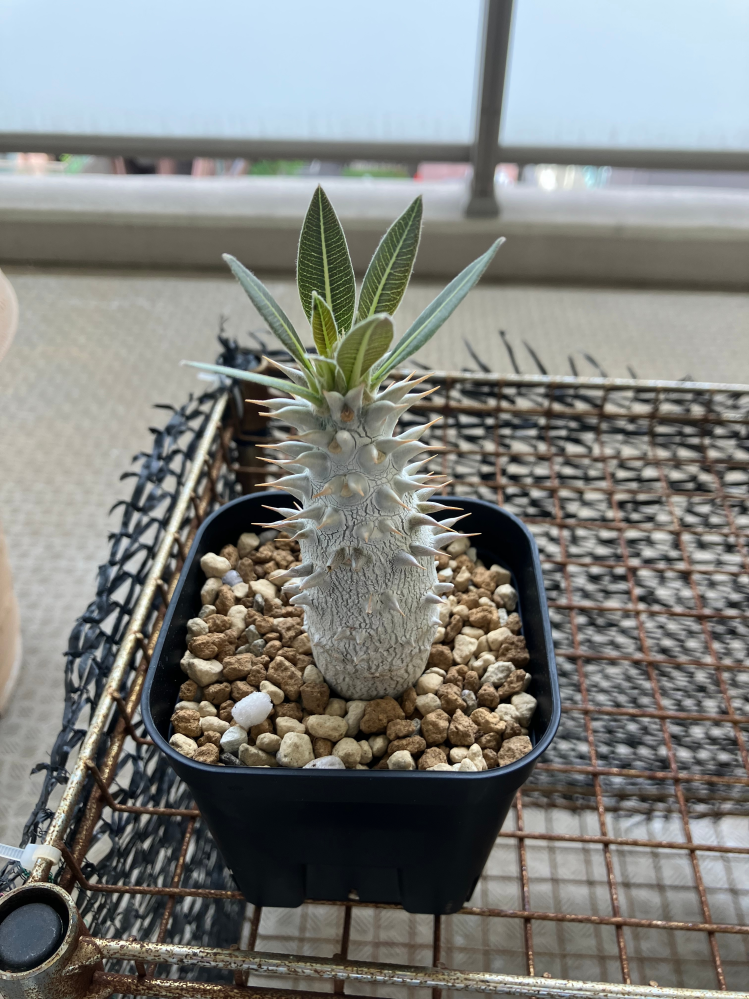 パキポディウムグラキリス、マカイエンセについて質問です。冬も終わり