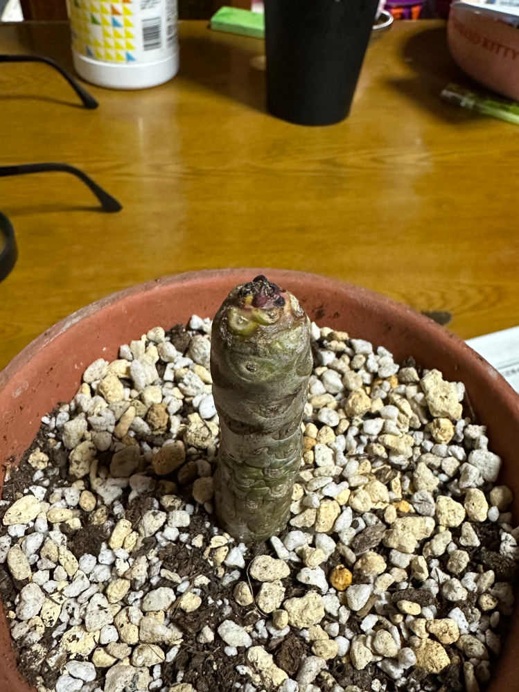 プルメリアの挿し木をして冬越ししていました。4月頃に外に出し