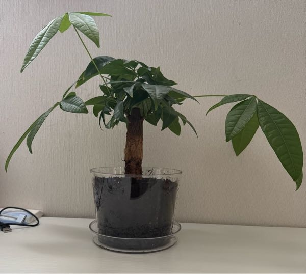 このパキラの状態はどうでしょうか。葉が生えてきて嬉しかったのですが