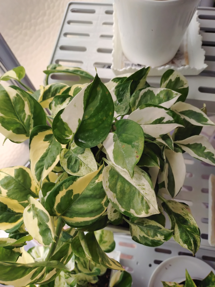 ポトスの色についてお伺いしたいです。斑入りポトスの白い部分が