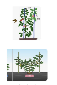 トマト支柱（3年使用）譲ります