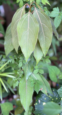 近所に生えてた葉っぱです