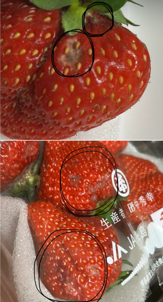 至急、お願いします！ 写真のいちごは傷んでいる部分を取り除けば食べられるのでしょうか? ↓下にあるイチゴは触傷みだと思うのですが、 ↑上にあるイチゴが、少しフサフサしているように見えて、不安になりました。 回答よろしくお願いします。