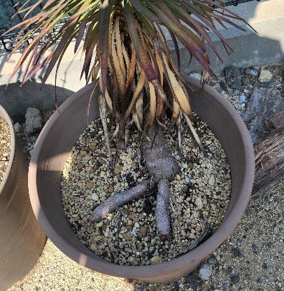 ユッカデスメティアーナだとおもいますが、すごく曲がってきました