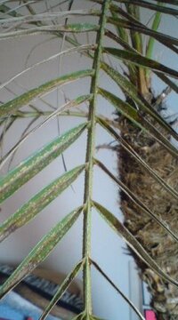 フェニックスロベレニーの地植えのしかたをおしえてください フェニッ Yahoo 知恵袋