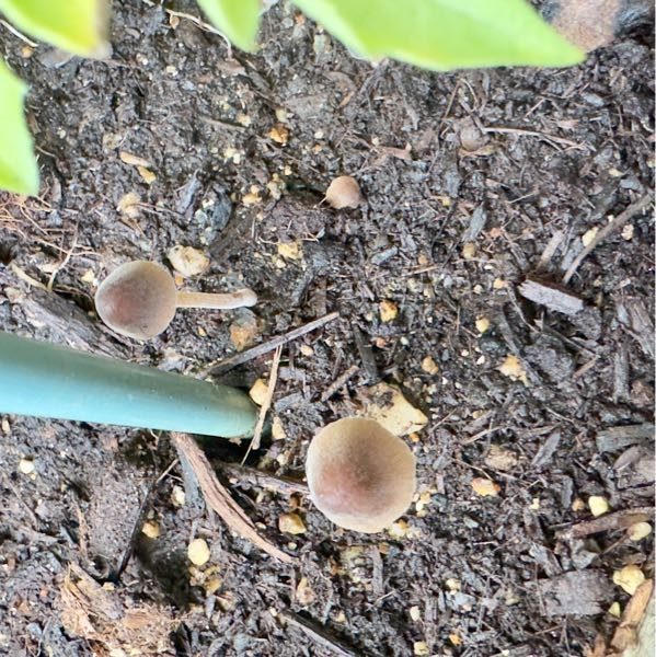 裸地と荒原の違いは何ですか？裸地は何も生育できないが、荒原は地衣... - Yahoo!知恵袋