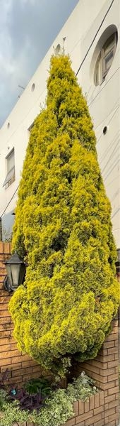 コニファーがすごい大きさになってしまいました。これを2/3くらいに