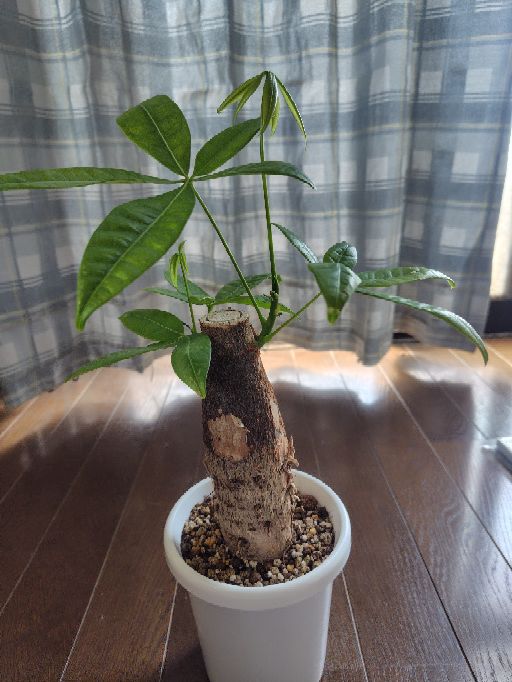 6月上旬に購入したこのパキラ、徒長してるんでしょうか？新芽