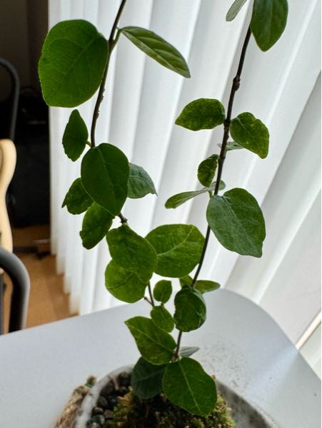 鉢植えのソテツを室内で育てています。葉っぱが伸びてきたので