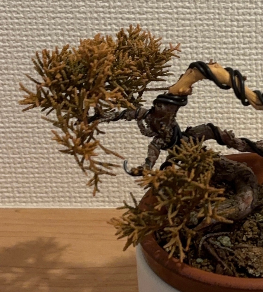 糸魚川真柏(盆栽)についての質問です。初めてミニ盆栽を育て始めたの