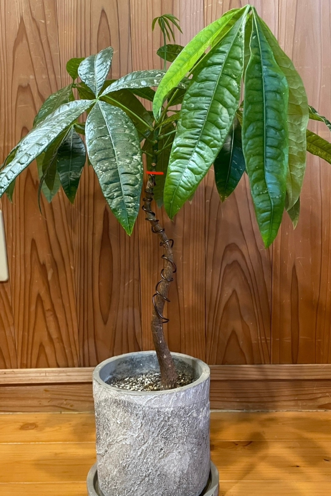 超希少種】【本物】 ポトス エクセレント①〈生産終了品種〉