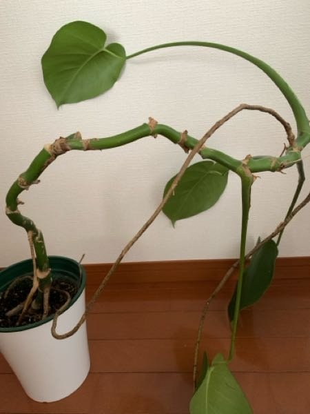 モンステラの茶色い蔦が成長を邪魔するように生えてきます。この