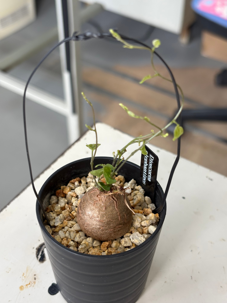 私が園芸店で買った塊根植物「亀甲竜」に関して質問です。名札プレート