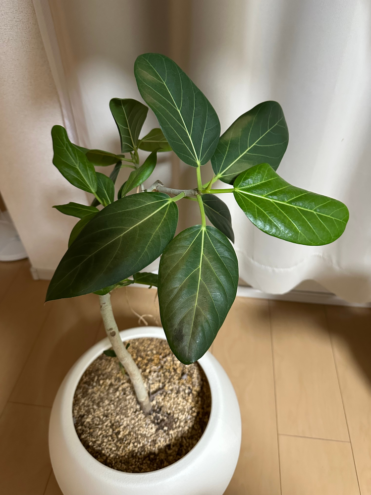 この落款解る方宜しくお願い致します、盆栽鉢、盆栽小鉢、盆栽、鉢、落款 こんにちは盆栽鉢に押してあるこの落款はなんとよむのでしょうか