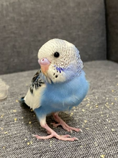 インコすずめ Amazon | ステンレス鋼製 バードトイ オウムおもちゃ 鳥用品 鳥