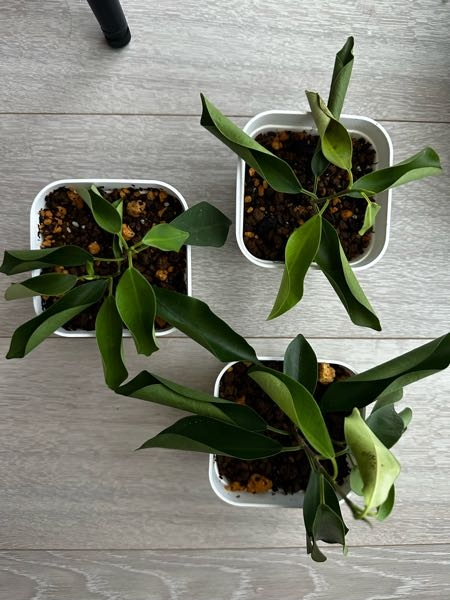 その他観葉植物 NORUTO NARUTOのカカシの部屋にある植木のウッキー君は誰かからの贈り