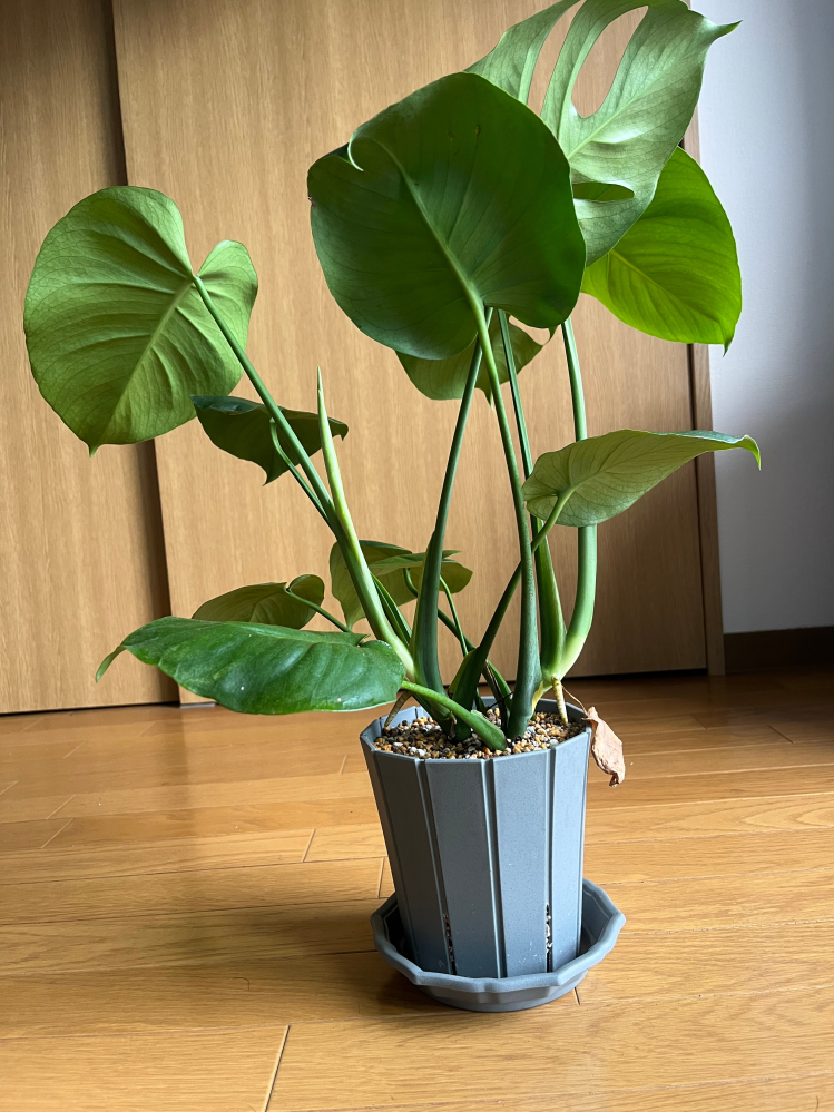最高級 希少 モンステラボルシギアナ ホワイトタイガーハーフムーン1鉢 ③ 観葉植物 熱帯植物 モンステラ ボルシギアナ ホワイトタイガー