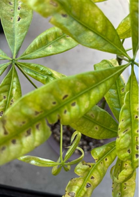 観葉植物　ストレッチア　引き取り希望　2m 楽天市場】（観葉）【植物と肥料のセット】『 ストレリチア