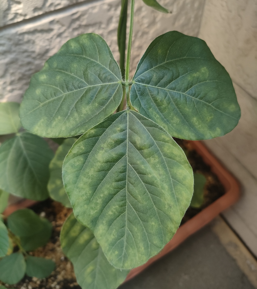 植物鉢のvaliem（バリエム）。インビジブルインクのデザイン