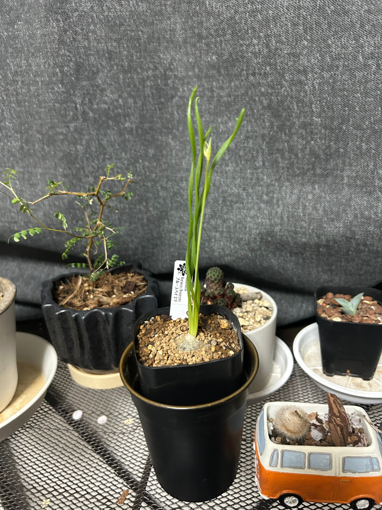 ユッカ 　根＆新芽付き 302・ユッカが、いまにも枯れそうでした。 | kanyou-irohaのブログ
