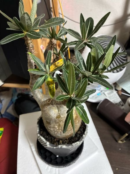 パキポディウムグラキリス現地球発根済みを購入した場合の育成方法