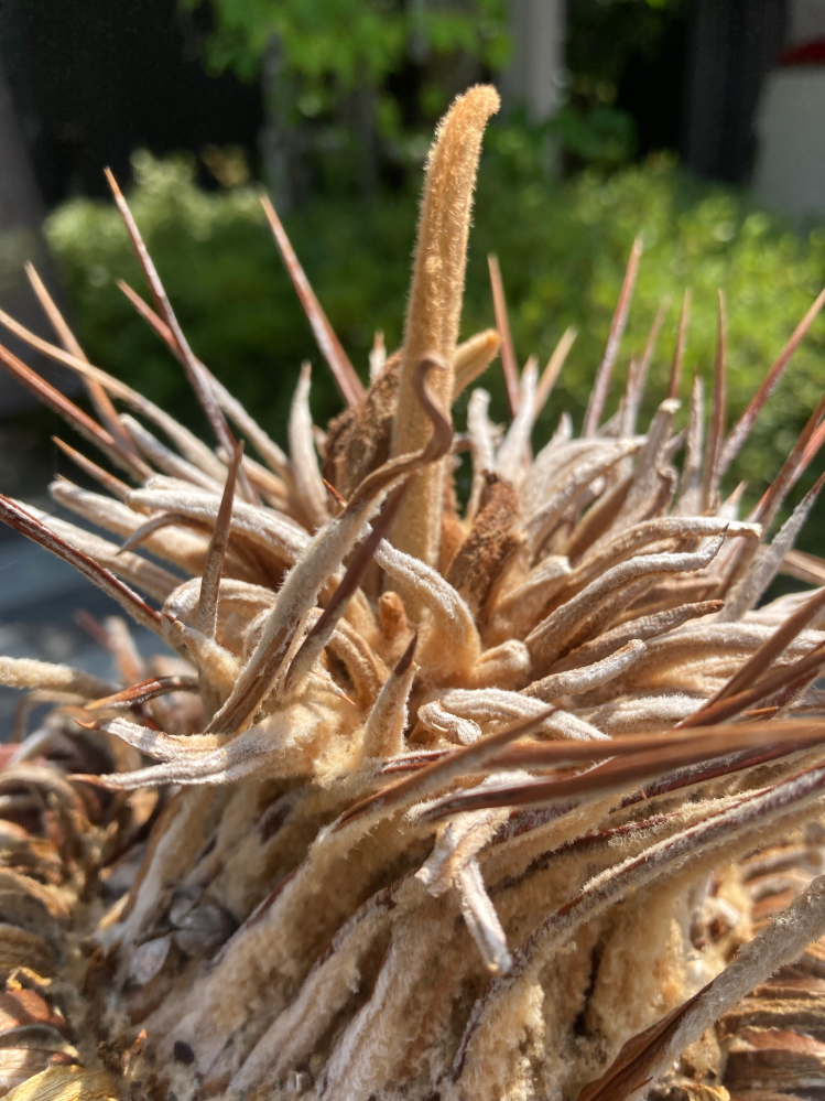 ソテツ胴切り発根したことある人に聞きたいのですがどれくらいの