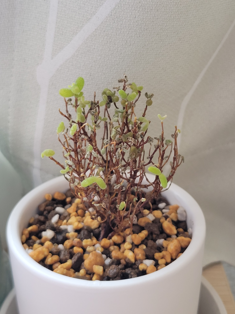 ドロサンテマムについて質問です。2週間前に抜き苗でドロサンテマムを