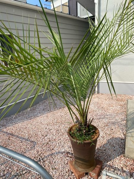 ココスヤシ 鉢下から90㎝ぐらい ヤ*パ様 ココスヤシ 鉢下から90