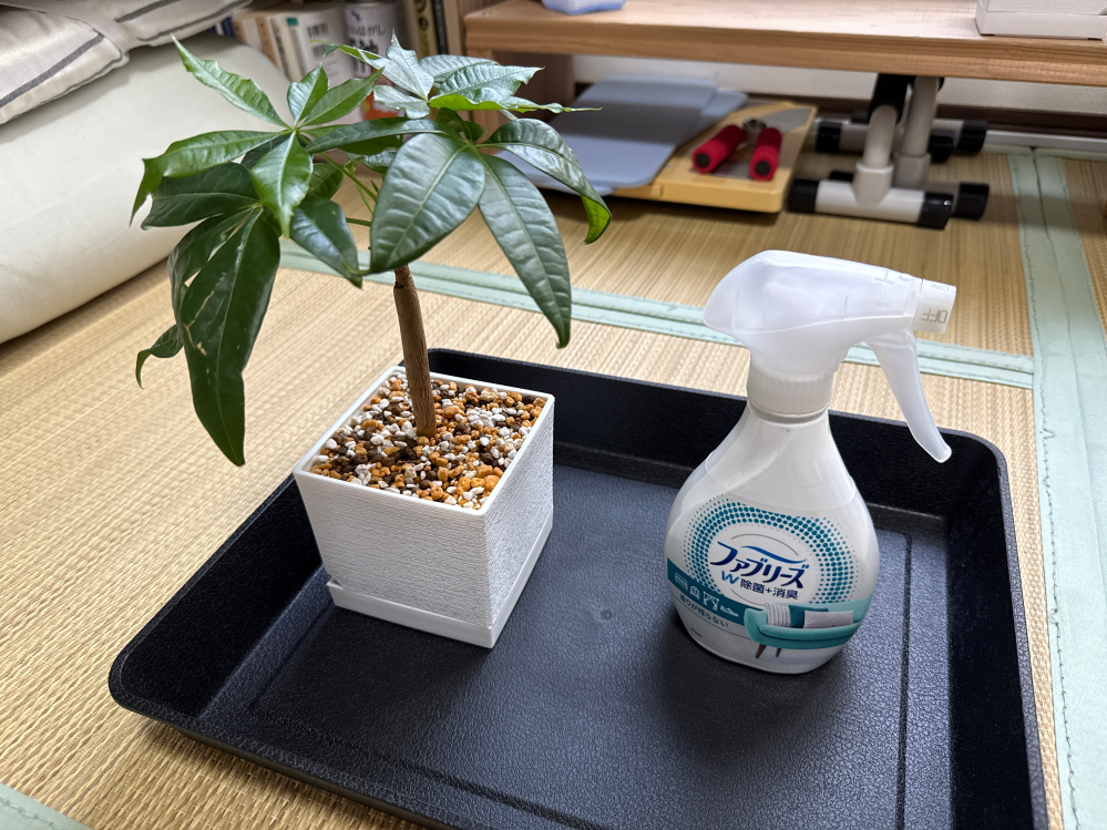 ソテツ胴切り発根したことある人に聞きたいのですがどれくらいの