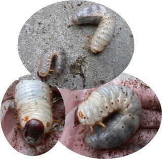 この幼虫は クワガタカブトムシ 一つの衣装ケースにクワガタとカブ Yahoo 知恵袋