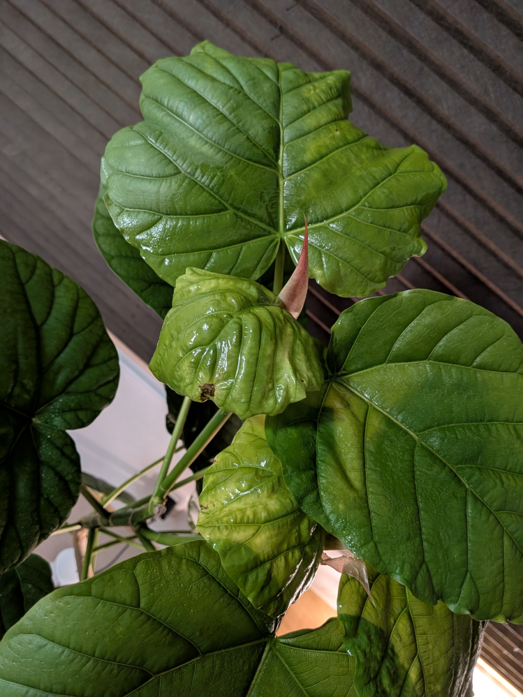 波打つ大きな葉が元気をくれます】アフリカンプリンス 波打つ大きな葉