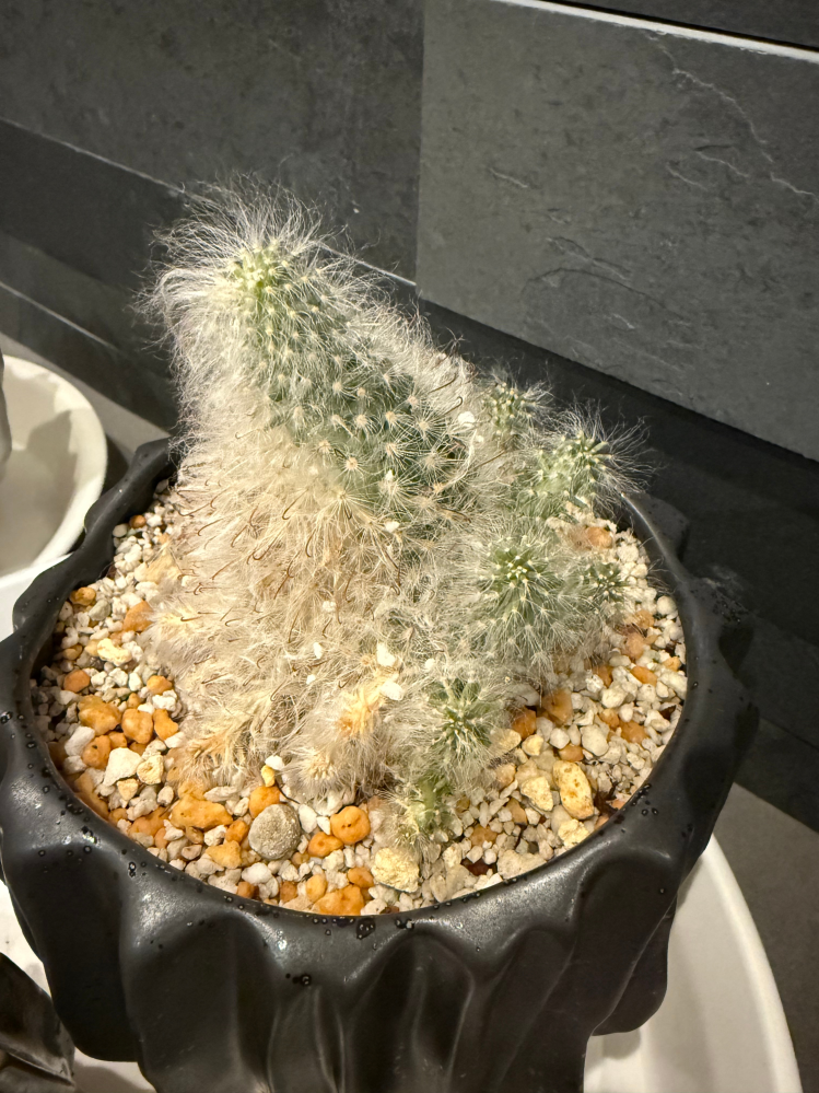 植物鉢のvaliem（バリエム）。インビジブルインクのデザイン