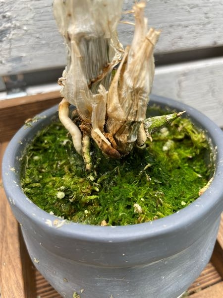 イワヒバを石に活着させたいです。 - 鉢のイワヒバを錦石に根付