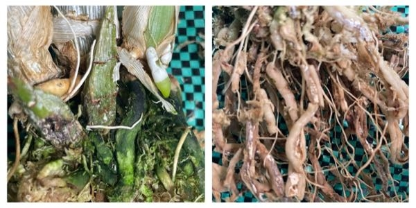 タケノコラン（カタセタム）が成長しないので、鉢から抜いてみた