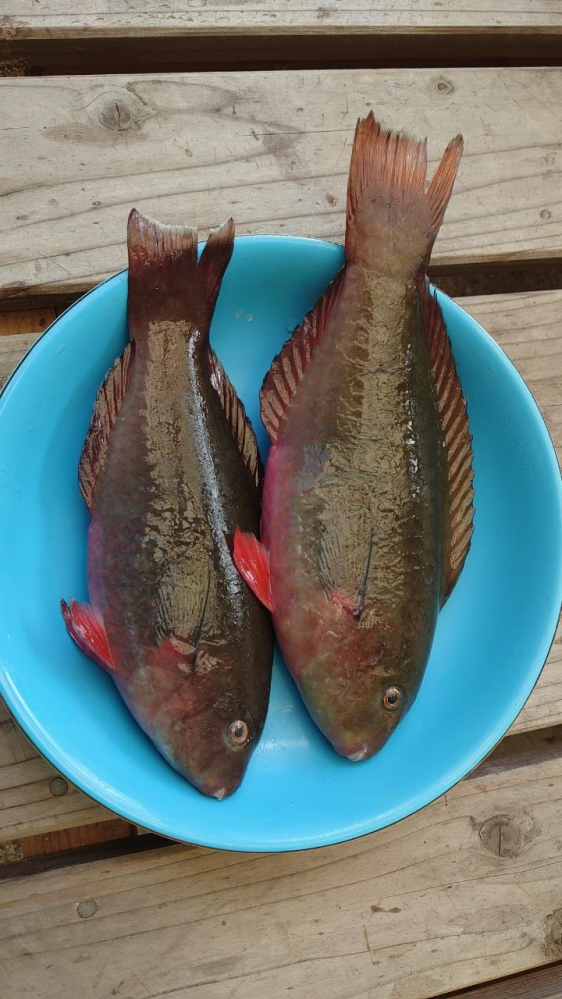 リーディング-X Kuu クウ 180-Ⅱ リーディング-X Kuu クウ 180-Ⅱ