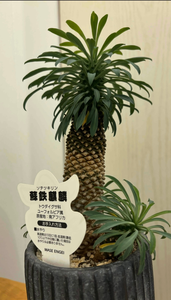ソテツキリンについて質問です。画像のソテツキリンを育てているのです