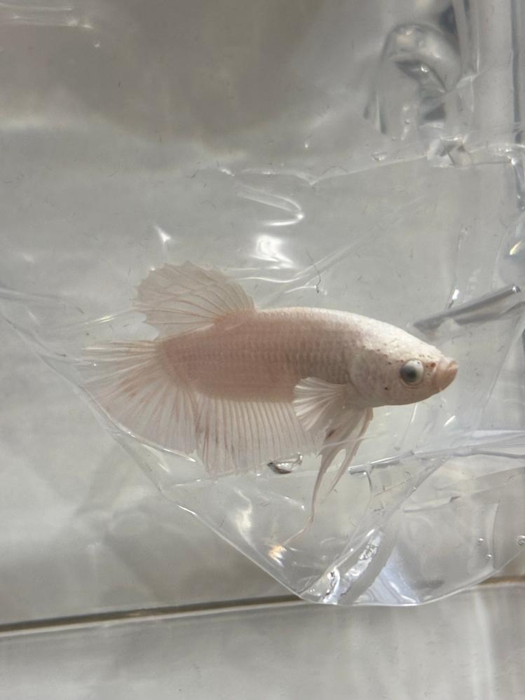 購入したばかりのベタ（観賞魚）について質問です。2週間前に一 