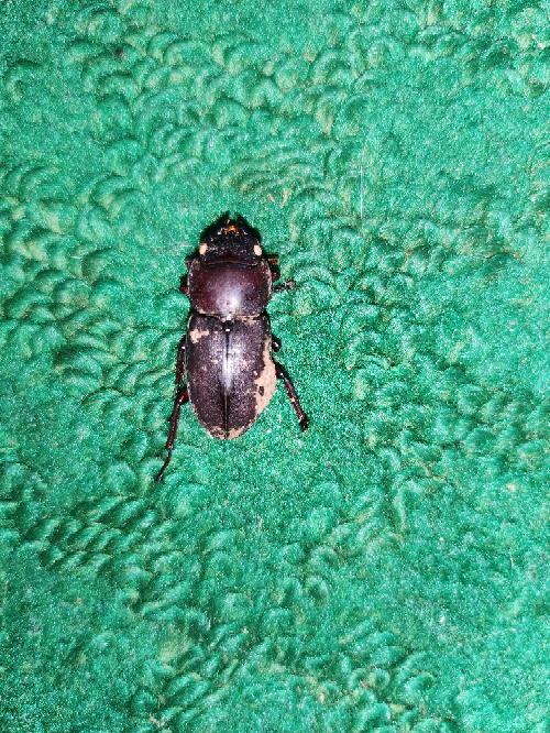 こちらはキュウシュウヒメオオクワガタでしょうか？ - 見た感