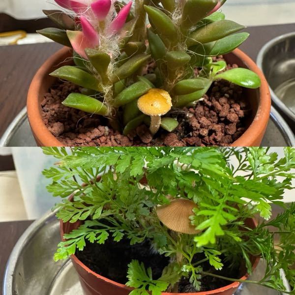 ヤ*パ様 ココスヤシ　鉢下から90㎝ぐらい Amazon.co.jp: ヤシの木ココスヤシ1鉢APプランターSサイズ宅配箱