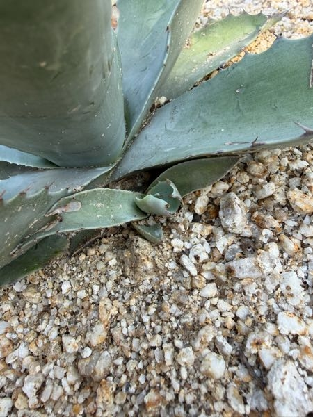 家の庭に地植えしてあるアガベオバティフォリアですが子株ができ