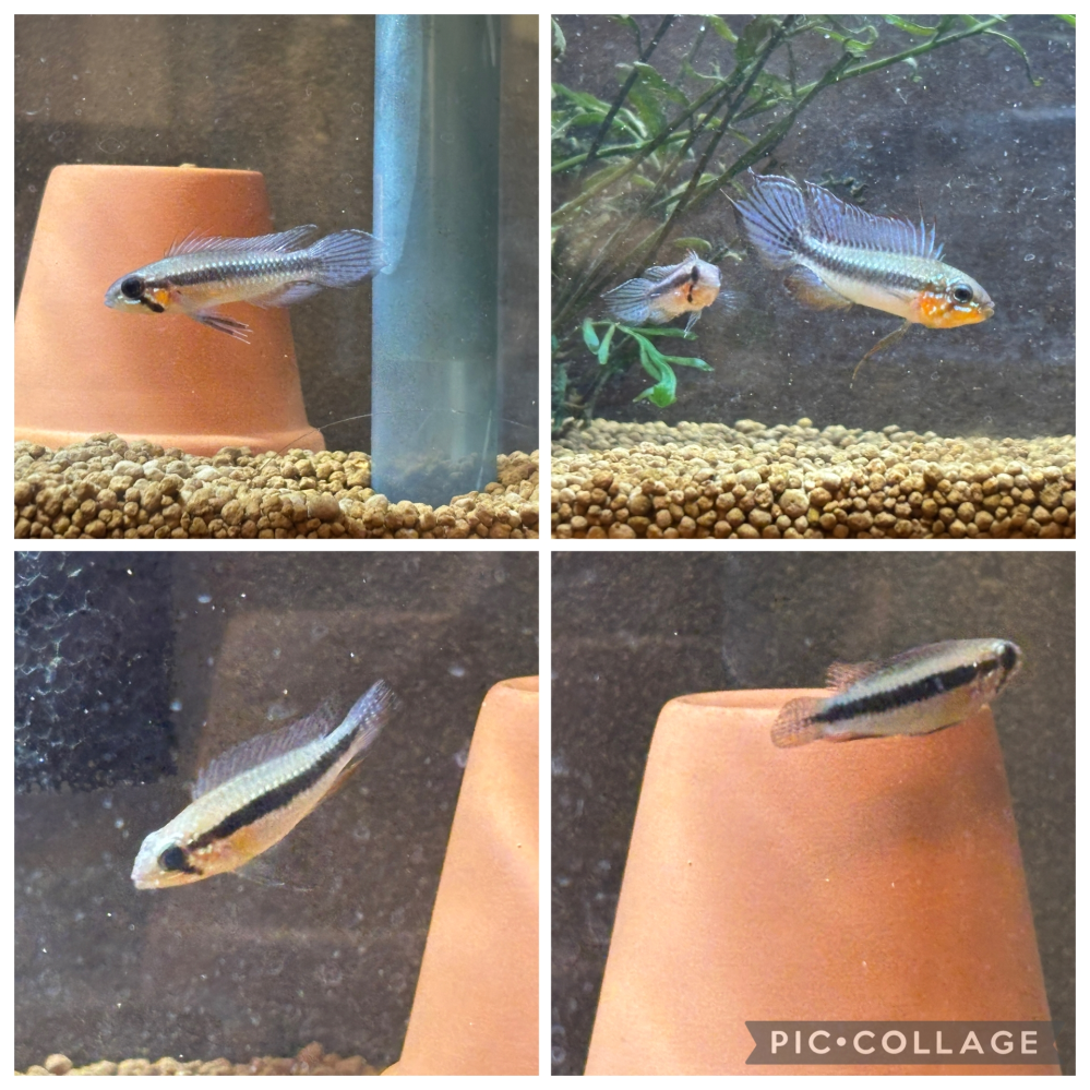 アピストグラマエリザベサエについて質問です。雄1匹と雌2匹で飼育し 
