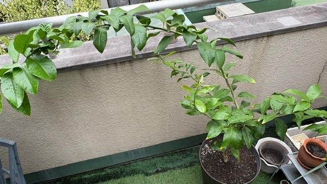 ✨温州みかん苗木レモンの横に♪✿✿✿✿✿沢山の実付き♪ 12月には